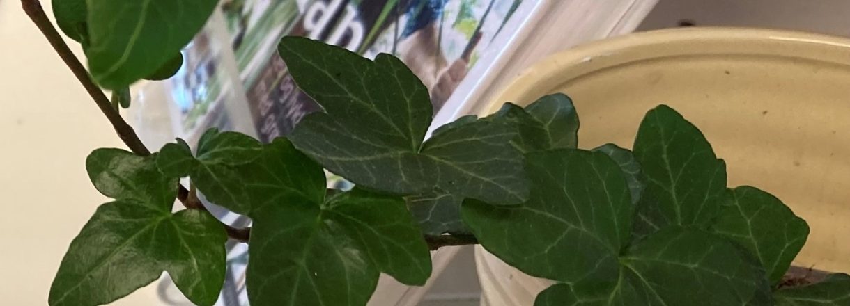 grøn plante i potte